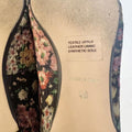 Sundance Marais Black Velvet Floral Pointed Toe Flats Women's Size 9-9.5